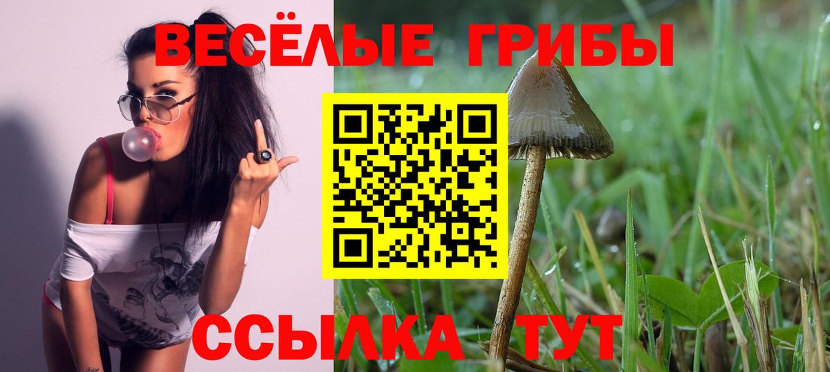 Тайшет  Галлюциногенные грибы Magic Shrooms  Вход с VPN 